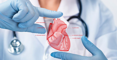 Cardio Thoracic & Vascular Surgery